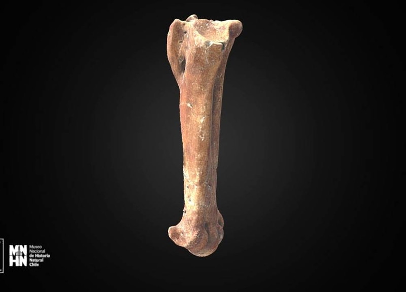 Thumb 12