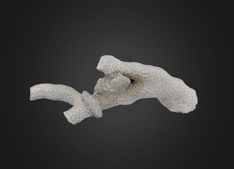 Septastrea crassa Coral