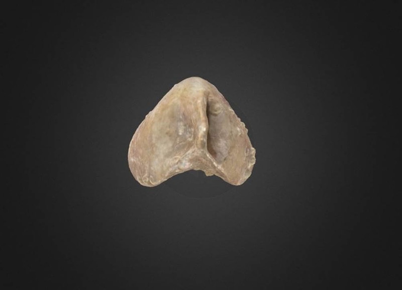Ladogia meyendorfi Brachiopod