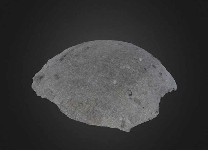 Thumb 1