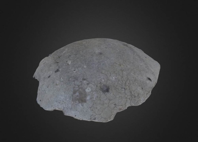 Thumb 6