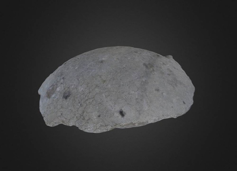 Thumb 8