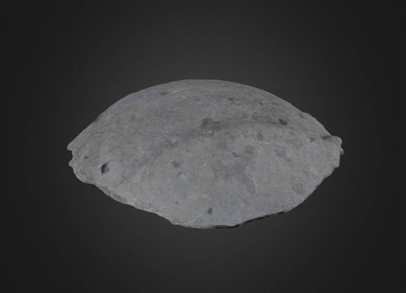 Thumb 10