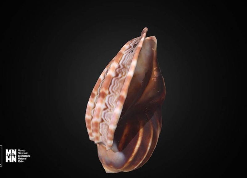 Thumb 8