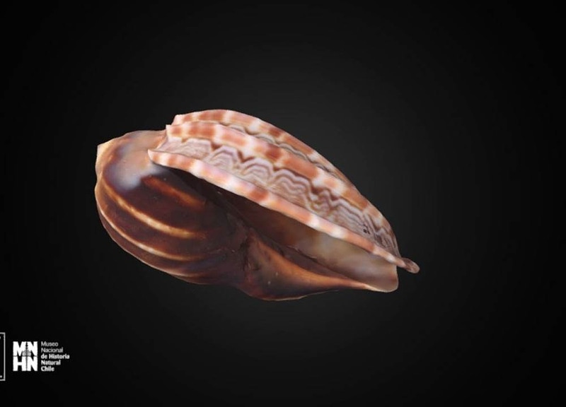 Thumb 12