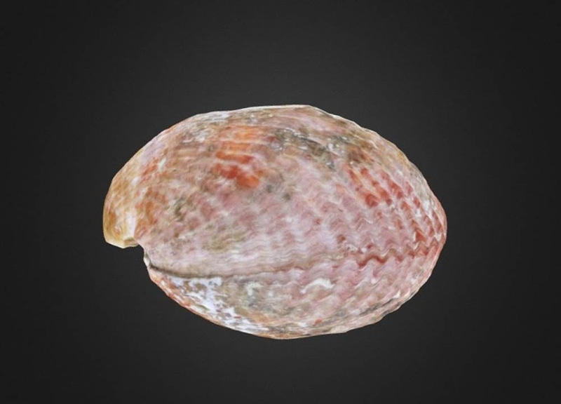 Recent Brachiopod