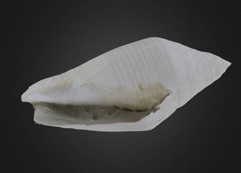 Juvenile Lobatus leidyi Gastropod