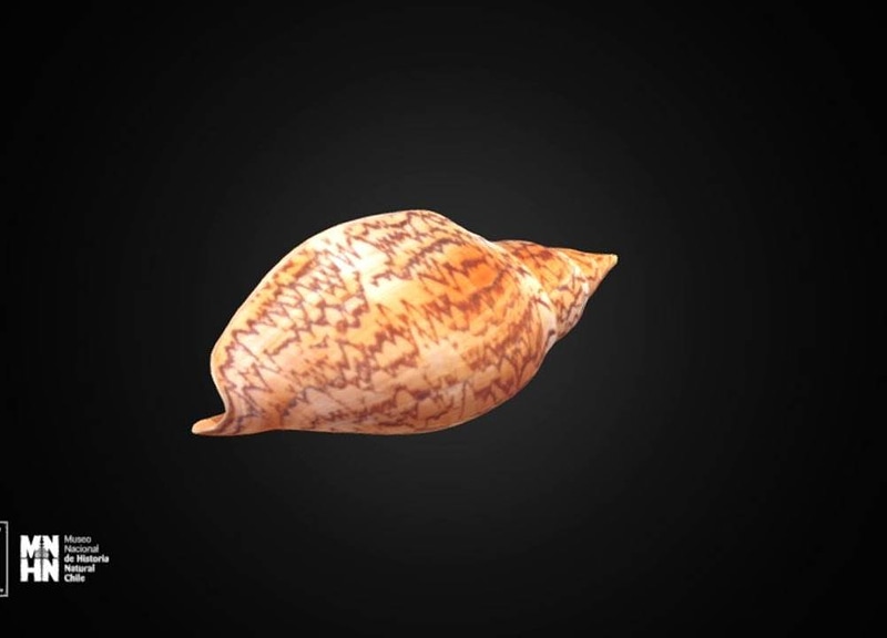 Thumb 6
