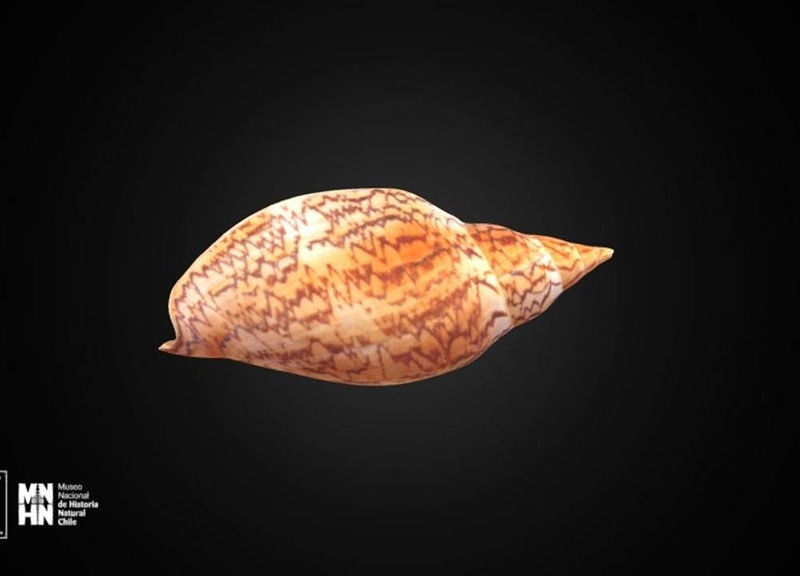 Thumb 7