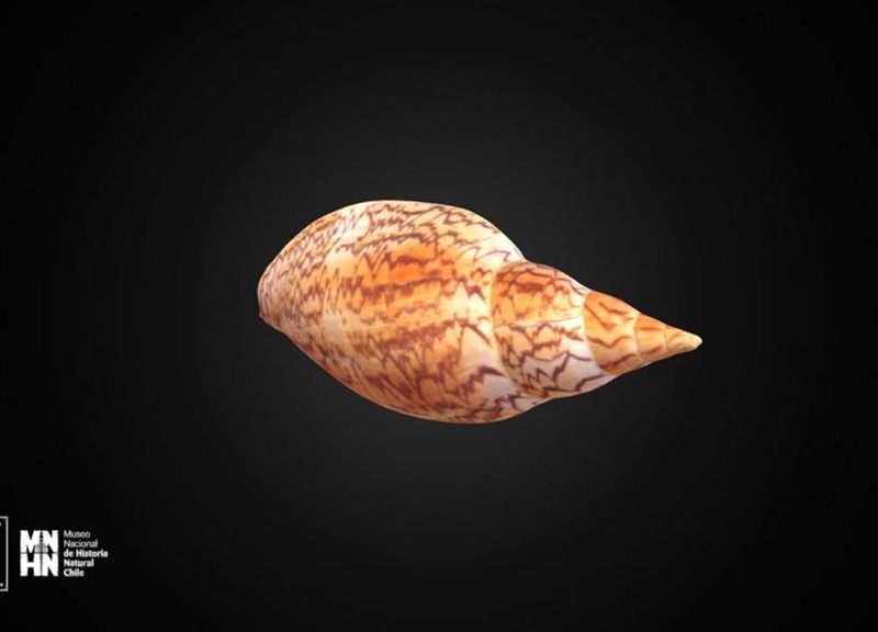 Thumb 9
