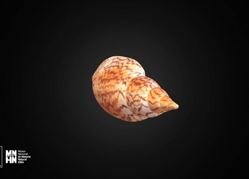 Thumb 10