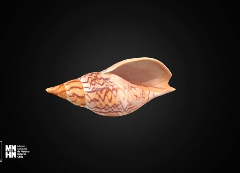 Thumb 14