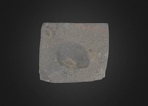 image_processing20200609-25017-s7o4ea.jpeg