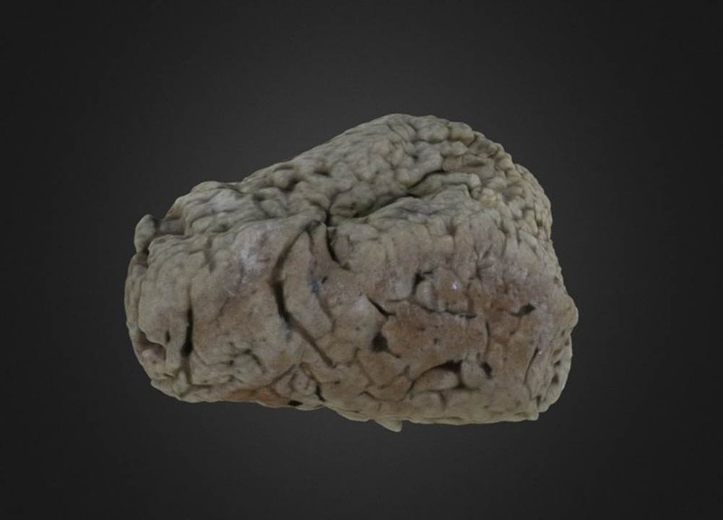 Spongia officinalis Porifera