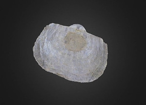 image_processing20200609-22952-oa28po.jpeg