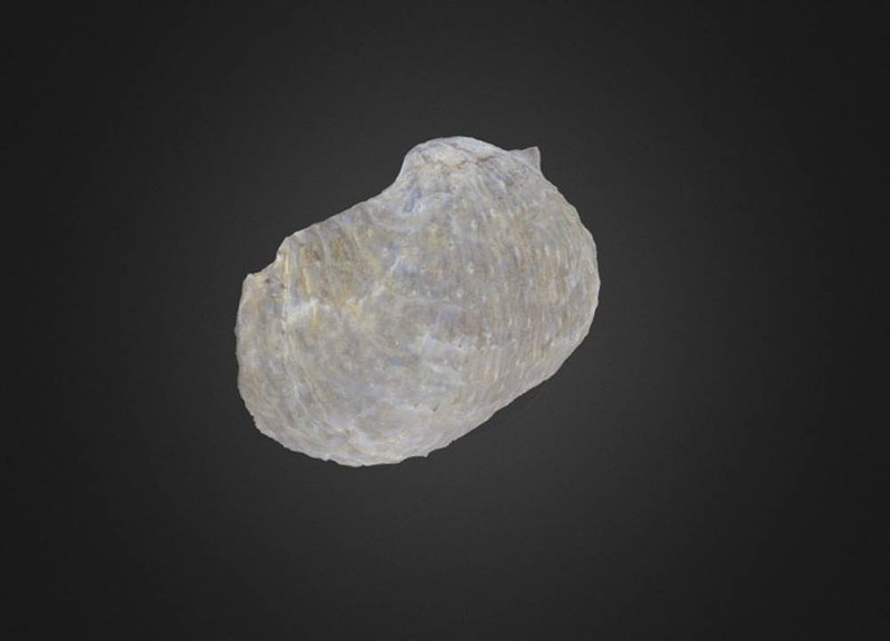 Thumb 6
