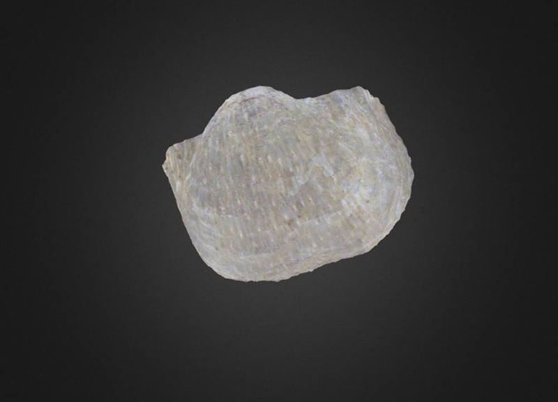 Thumb 8