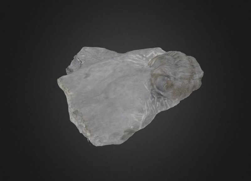Eldregeops rana Trilobite