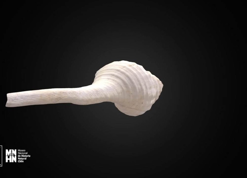 Thumb 6