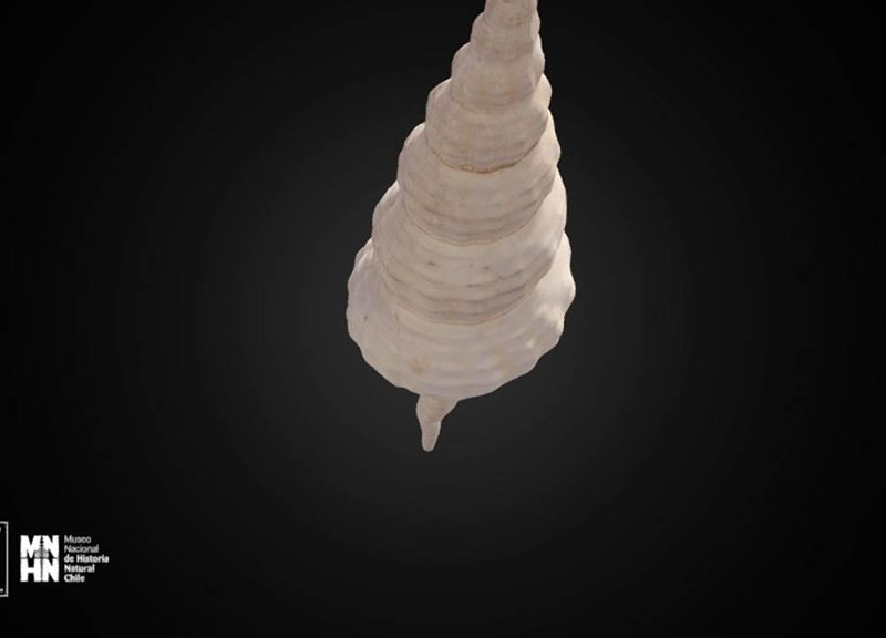 Thumb 12