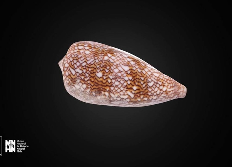 Thumb 6