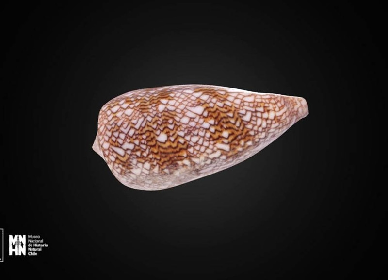 Thumb 7