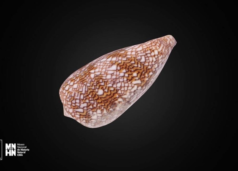 Thumb 8