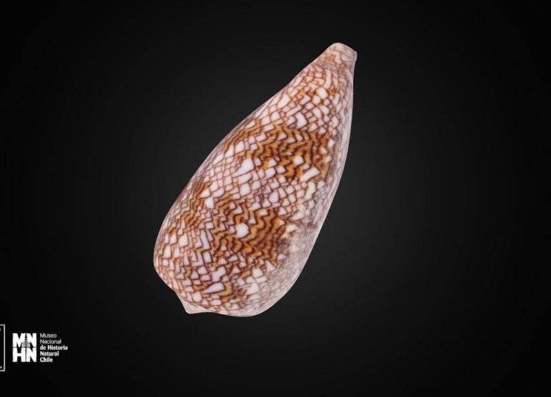 Thumb 9