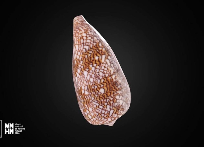 Thumb 11