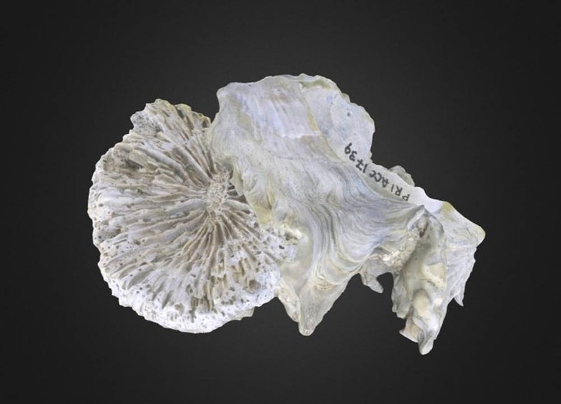 Scolymia lacera Coral