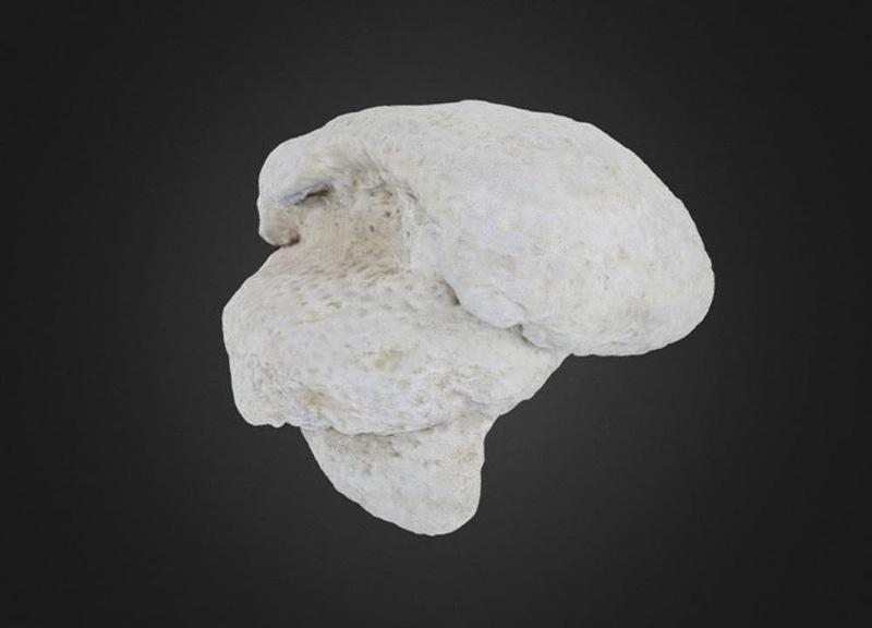 Siderastrea pliocenica Coral