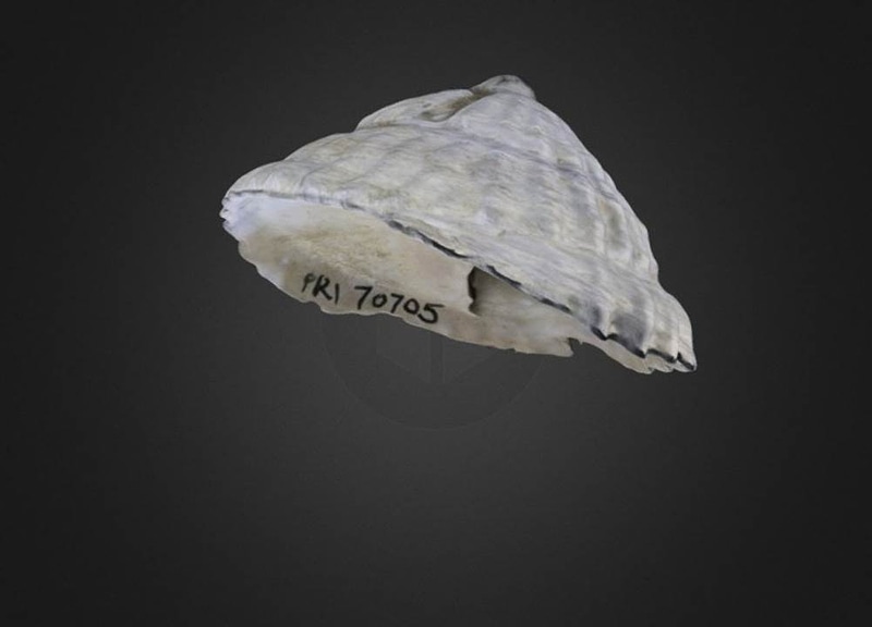 Thumb 11
