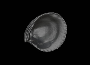 image_processing20200609-22212-1a66wzs.jpeg