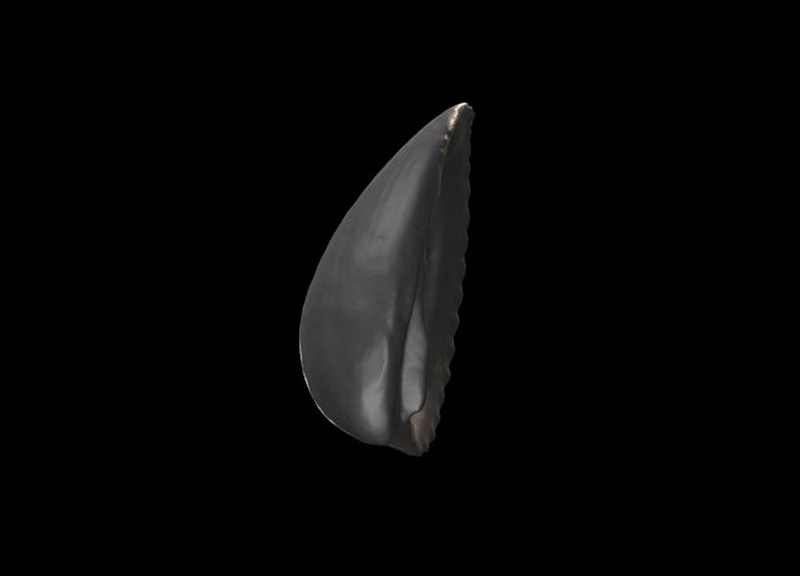 Thumb 12