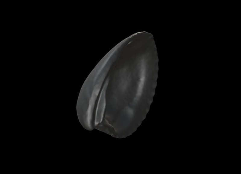 Thumb 13