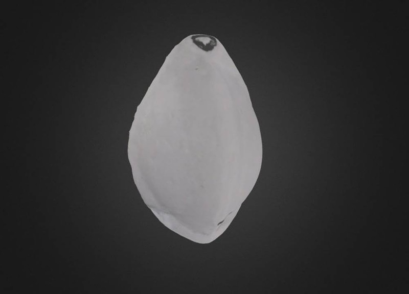 Thumb 12