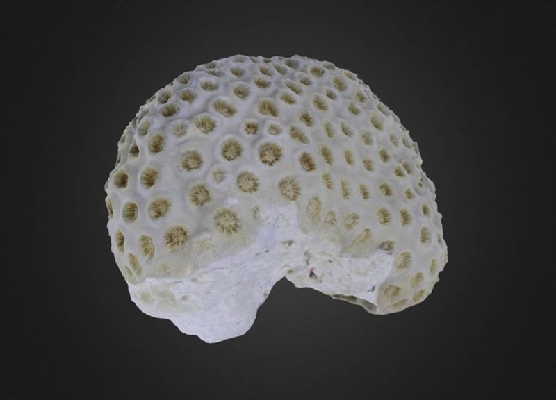 Montastrea cavernosa Coral