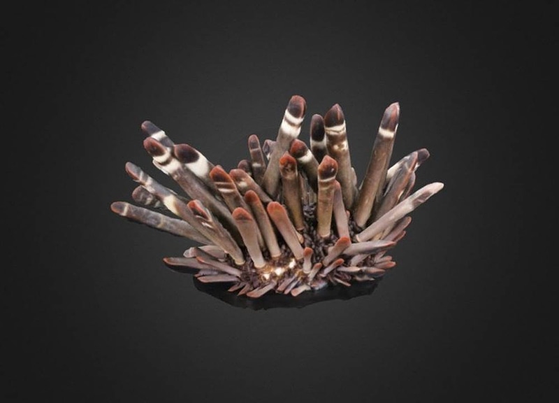 Heterocentrotus mamillatus Echinoid
