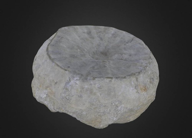 Coeloptychium agaricoides Porifera