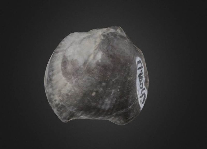Thumb 8