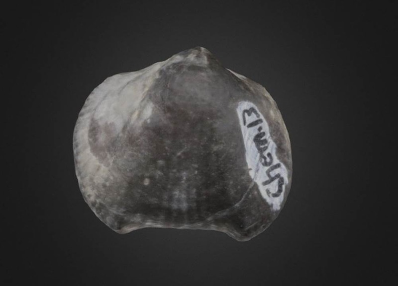 Thumb 9