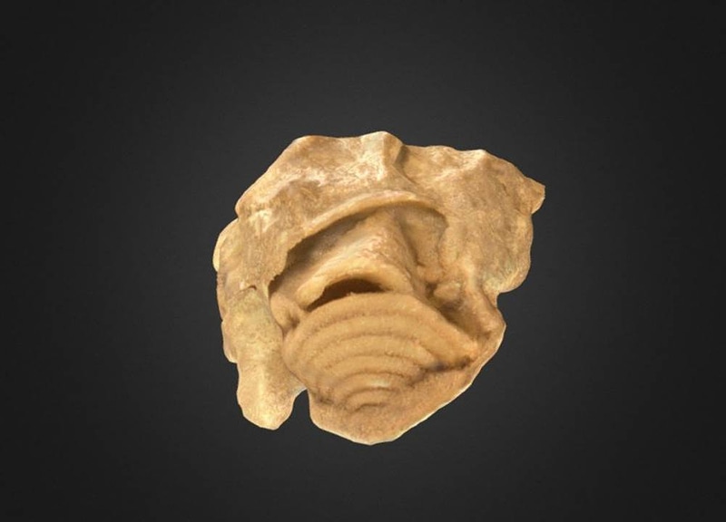 Thumb 1