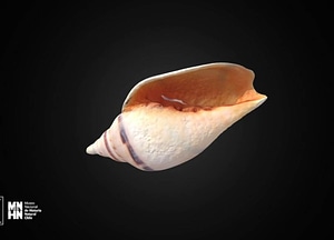 image_processing20200609-29716-1jsvy46.jpeg