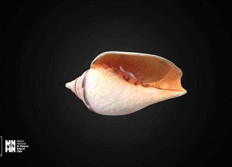 Thumb 1