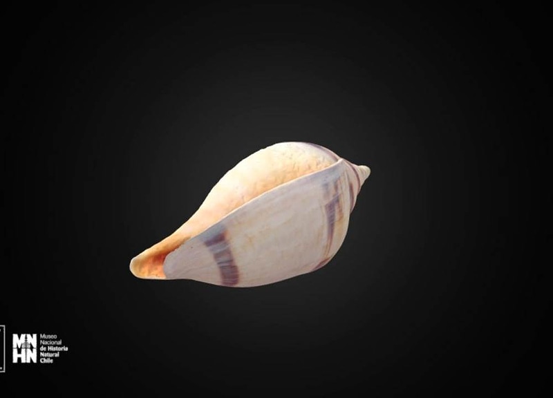 Thumb 6