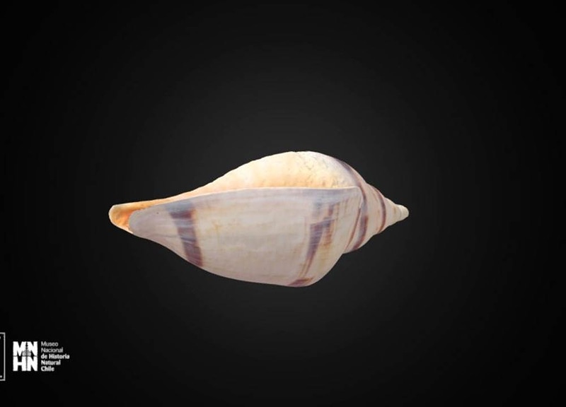 Thumb 7