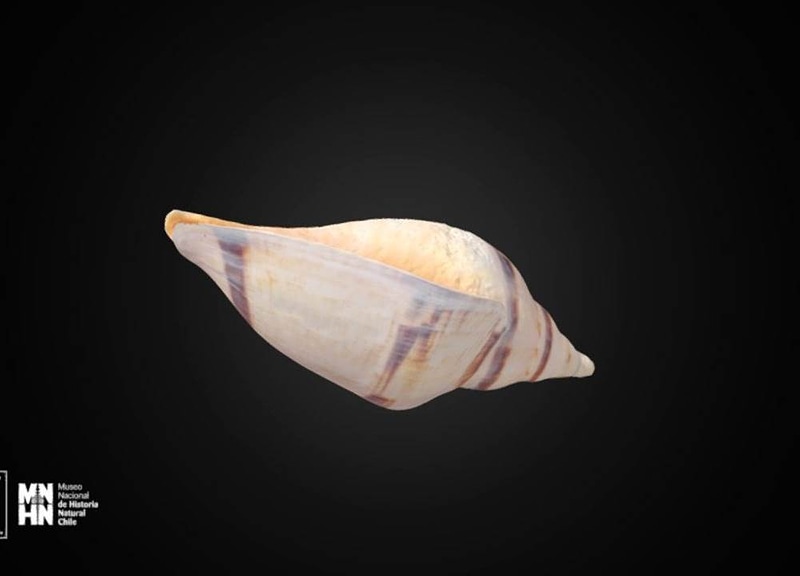 Thumb 8
