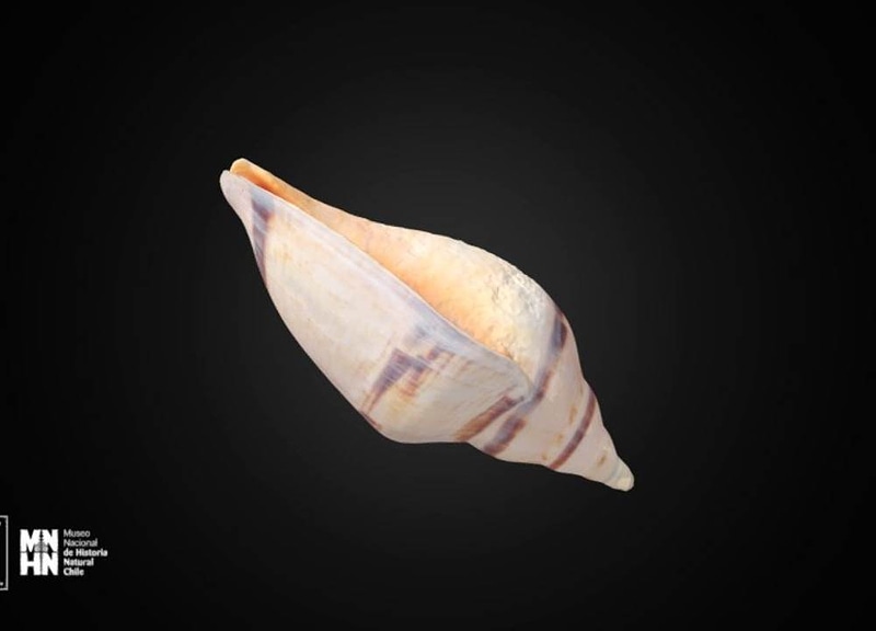 Thumb 9