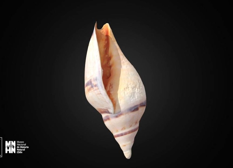 Thumb 11