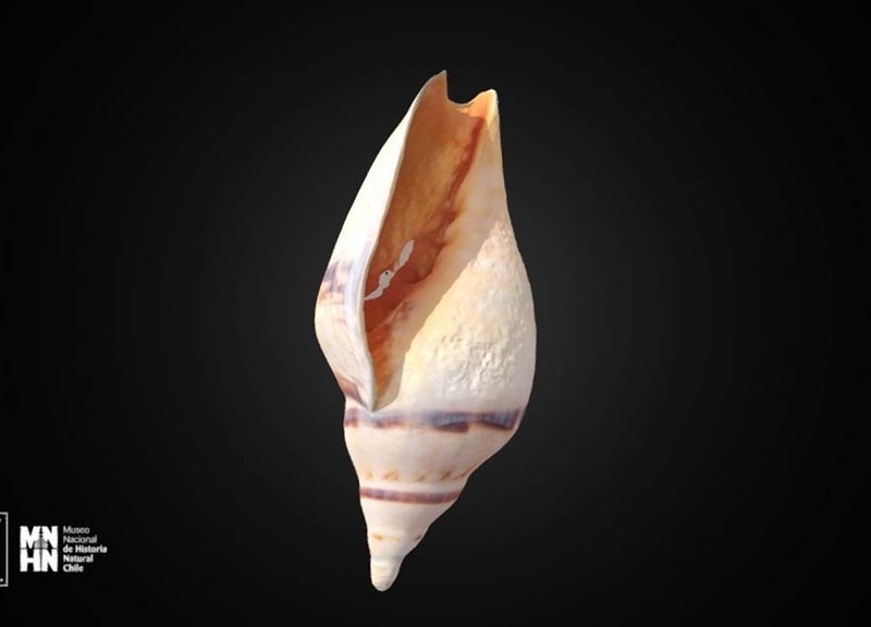 Thumb 12